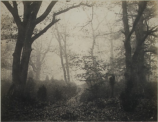 [Fontainebleau Forest]