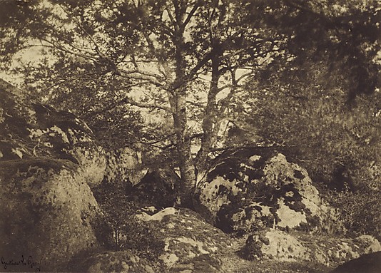 [Oak Tree and Rocks, Forest of Fontainebleau]