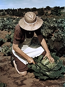 Virginia Norris with Homegrown Cabbage, One of the Many Vegetables Which the Homesteaders Grow in Abundance