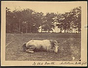 Is This Death - Antietam Battlefield, September 1862