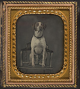 [Dog Posing for Portrait in Photographer's Studio Chair]