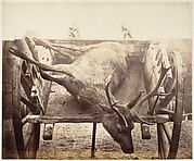 [Stag in Cart]