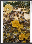 Bio Bees