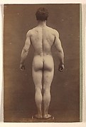 [Male Musculature Study]
