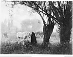 The White Horse