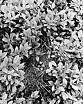 Song Sparrow's Nest, Great Spruce Head Island, Maine