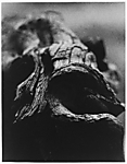 [Driftwood]