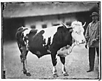 [Study of a Bull, with Man at Right Edge]