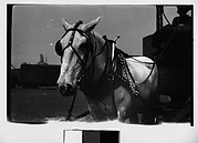 [Horse-Drawn Cart and Driver, Old Wallabout Market, Brooklyn, New York?]