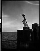 [Pelican on Dock Piling, Florida]