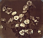 [Flower Study, Rose of Sharon]