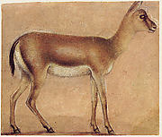 A Gazelle in Profile, Moving Toward the Right