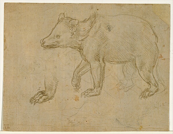 A Bear Walking