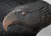 Eagle with Outstreched Wings, Attributed to Suzuki Chōkichi (Japanese, 1848–1919), Iron, pigment, shakudo, shibuichi, wood, Japanese