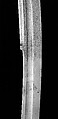 Saber with Scabbard and Strap, Steel, gold, wood, leather, Eastern European, probably Hungary