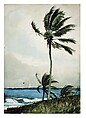 Palm Tree, Nassau, Winslow Homer (American, Boston, Massachusetts 1836–1910 Prouts Neck, Maine), Watercolor and graphite on off-white wove paper, American