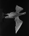 Eagle, Wood, American