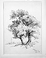 Willows, Bellport, Long Island, Andrew Fisher Bunner (1841–1897), Black ink and graphite traces on off-white wove paper, American