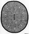 Knitted rug, United Society of Believers in Christ’s Second Appearing (“Shakers”) (American, active ca. 1750–present), Wool, knitted, braided and woven, American, Shaker
