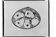 Oyster plate, Union Porcelain Works (1863–1922), Porcelain, American