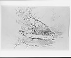 Birch Tree, Niagara, John Frederick Kensett (American, Cheshire, Connecticut 1816–1872 New York), Graphite on smooth textured off-white wove paper, American