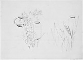 Japanese Lanterns and Lilies, Study for 