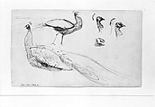 Peacocks, John Singer Sargent (American, Florence 1856–1925 London), Graphite on off-white wove paper, American