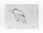 Vulture, John Singer Sargent (American, Florence 1856–1925 London), Graphite on off-white wove paper, American