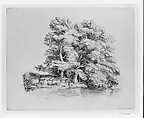 Trees by a Stream, John William Casilear (American, New York 1811–1893 Saratoga Springs, New York), Graphite on off-white Bristol board, American