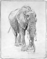 African Elephant in Chains, Charles R. Knight (American, 1874–1953), Graphite on paperboard, American