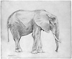African Elephant, Profile View, Charles R. Knight (American, 1874–1953), Graphite on tan wove paper, American