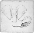Head of African Elephants, Frontal and Profile View, Charles R. Knight (American, 1874–1953), Graphite on illustration board, American
