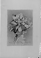 Apple Blossoms, William Trost Richards (American, Philadelphia, Pennsylvania 1833–1905 Newport, Rhode Island), Graphite on off-white wove paper, American
