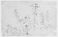 Flower Study (from Sketchbook), Thomas Moran American, born England, Graphite on paper, American