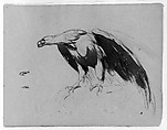 Eagle (from Sketchbook), Thomas Sully American, Ink, wash, on paper, American