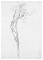 Rose Branch, Study for "Carnation, Lily, Lily, Rose", John Singer Sargent American, Graphite on off-white wove paper, American