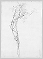 Rose Branch, Study for 