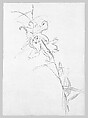 Lily, Study for 
