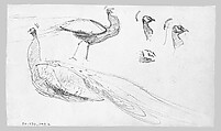 Swans, John Singer Sargent (American, Florence 1856–1925 London), Graphite on off-white wove paper, American