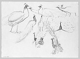 Swans, John Singer Sargent (American, Florence 1856–1925 London), Graphite on off-white wove paper, American