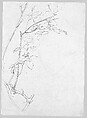 Rose Branch, Study for "Carnation, Lily, Lily, Rose", John Singer Sargent (American, Florence 1856–1925 London), Graphite on grey-green wove paper, American