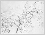 Pomegranates, John Singer Sargent (American, Florence 1856–1925 London), Graphite, pen, and ink on light buff wove paper, American