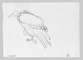 Swans, John Singer Sargent (American, Florence 1856–1925 London), Graphite on off-white wove paper, American