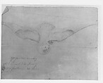 Bird (from McGuire Scrapbook), Graphite on off-white laid paper, American