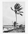 Palm Tree, Nassau, Winslow Homer (American, Boston, Massachusetts 1836–1910 Prouts Neck, Maine), Watercolor and graphite on off-white wove paper, American