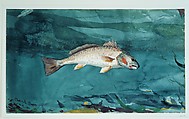 Channel Bass, Winslow Homer (American, Boston, Massachusetts 1836–1910 Prouts Neck, Maine), Watercolor and graphite on white wove paper, American
