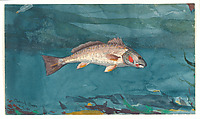 Channel Bass, Winslow Homer (American, Boston, Massachusetts 1836–1910 Prouts Neck, Maine), Watercolor and graphite on white wove paper, American