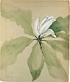 Study of Magnolia Blossom, Tiffany & Co. American, Opaque and transparent watercolor and graphite on paper, American