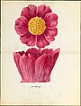 Design drawing of peony blossom of floral capital from loggia, Laurelton Hall, Lenox, Incorporated  American, Watercolor, graphite, and ink on paper, American