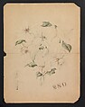 Design Drawing for Magnolia Vase, Tiffany &amp; Co. (1837–present), Opaque and transparent watercolor, and graphite on board, American